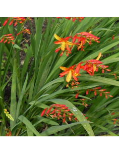 Crocosmia Fire King 2