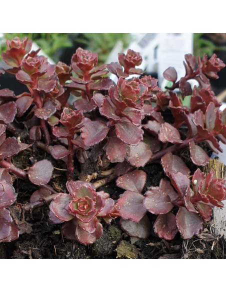 Orpin bâtard - Sedum Spurium Fuldaglut