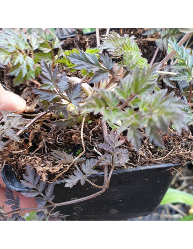 Cerfeuil sauvage - Anthriscus Sylvestris...