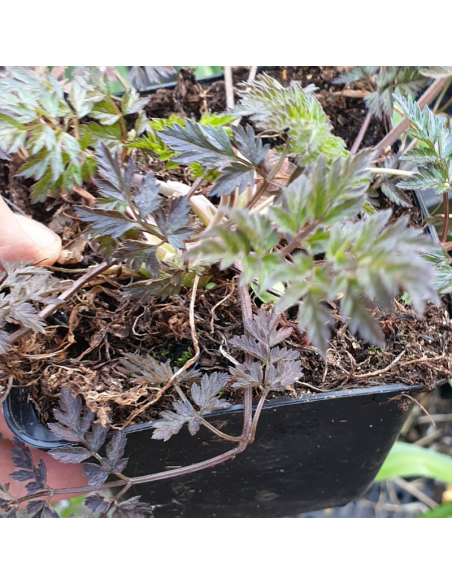 Cerfeuil sauvage - Anthriscus Sylvestris Ravenswing