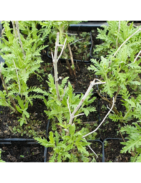 Plant perovskia blue spires godet 9cm