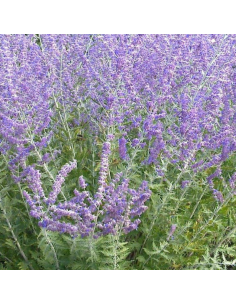 Plant perovskia blue spires godet 9cm 2
