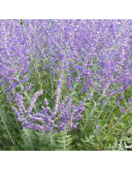 Sauge d'Afghanistan Blue spire - Perovskia