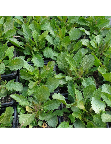Verbena bonariensis en godet de 9cm