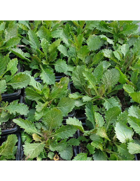 Verbena bonariensis en godet de 9cm