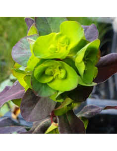 Euphorbe des bois purpurea 2