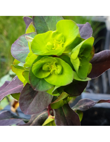 Euphorbe des bois purpurea