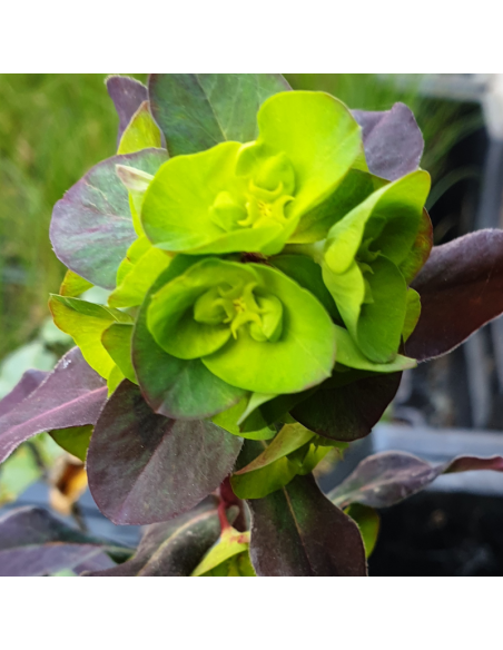 Euphorbe des bois purpurea