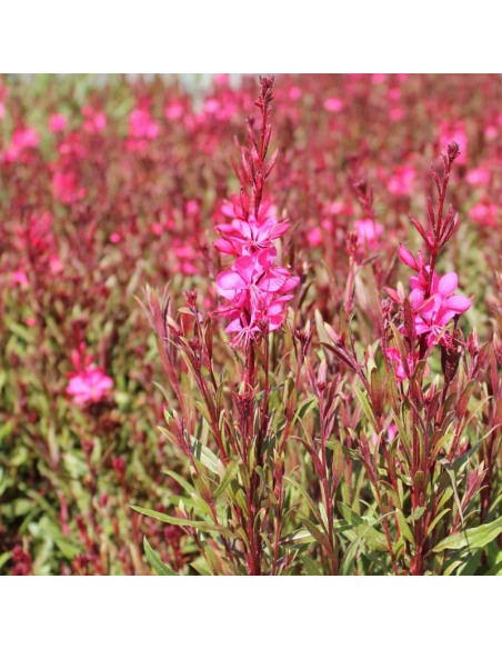 Gaura lindheimeri Gaudi Red