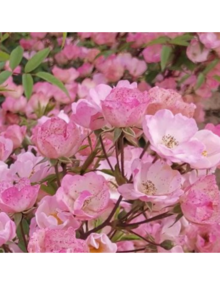 Rosier arbustif Alden Biesen