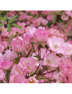 Rosier arbustif Alden Biesen - racines nues