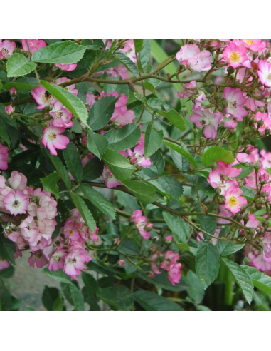 Rosier arbustif Alden Biesen - racines nues