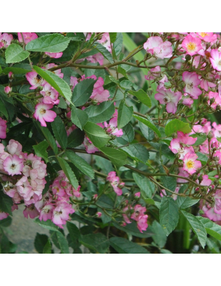 Rosier arbustif Alden Biesen - racines nues