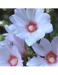 Lavatère Baby Barnsley 2