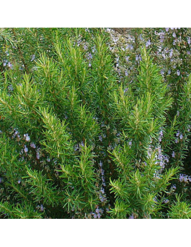 Romarin officinale