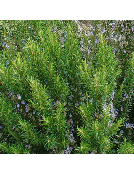Romarin officinale