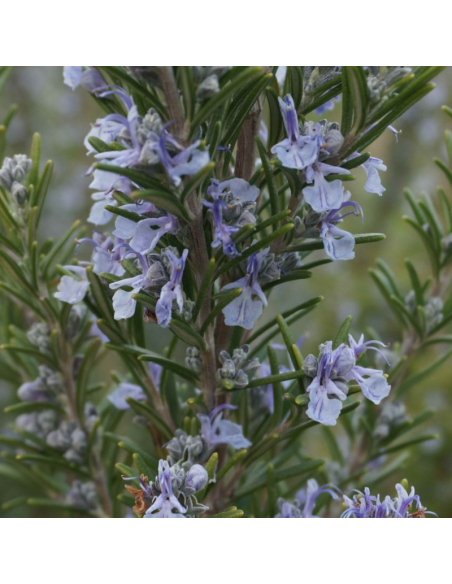 Romarin officinale