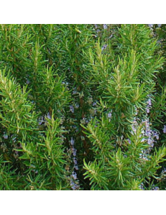 Romarin officinale Miss Jessopp's Upright 2