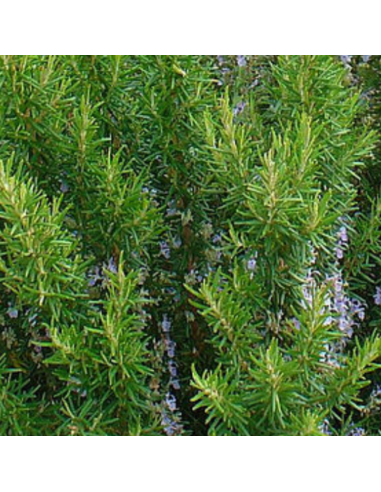 Romarin officinale Miss Jessopp's Upright
