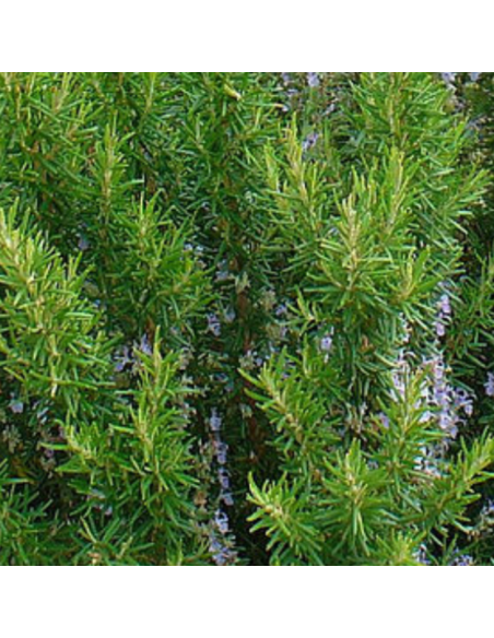 Romarin officinale Miss Jessopp's Upright