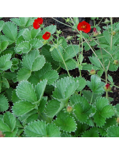 Potentille vivace sanguine 2