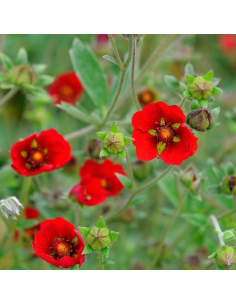 Potentille vivace sanguine