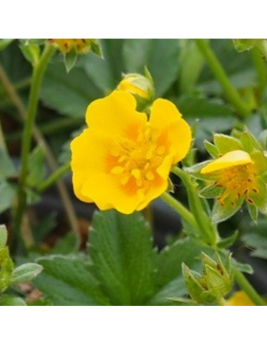 Potentille dorée