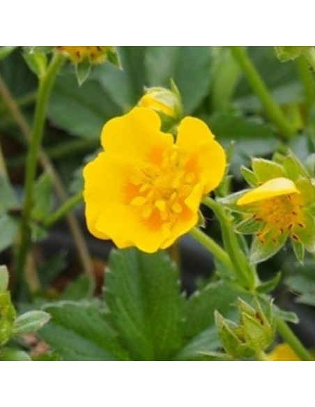 Potentille dorée