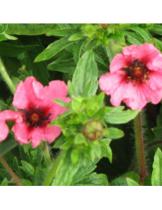 Potentille vivace du Népal Miss Willmot 2