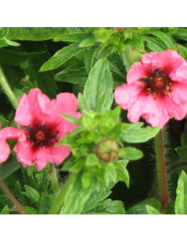 Potentille vivace du Népal Miss Willmot