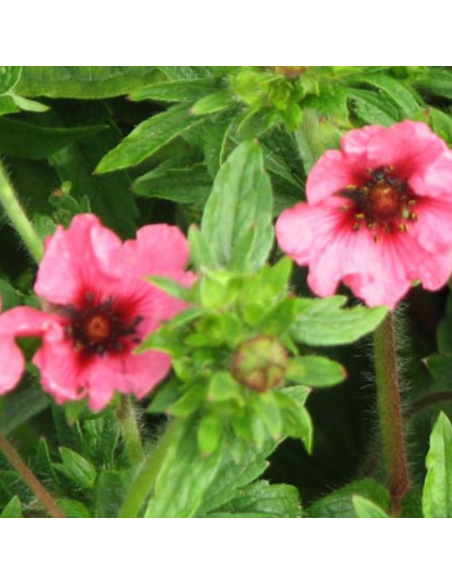 Potentille vivace du Népal Miss Willmot