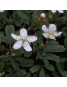 Potentille Nuuk 2