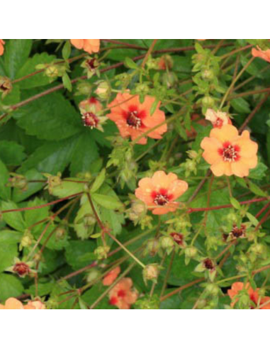 Potentille Tonguei