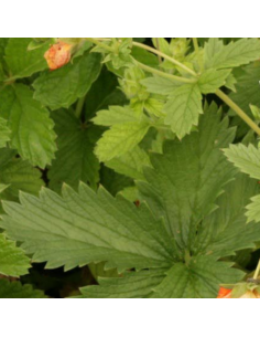 Potentille vivace Gibson's Scarlet 2