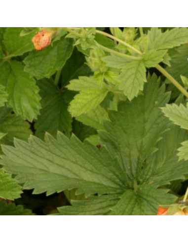 Potentille vivace Gibson's Scarlet