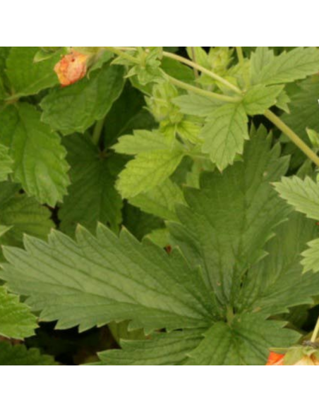 Potentille vivace Gibson's Scarlet