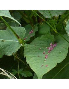 Renouée blanche - Persicaria Amplexicaulis Alba 2