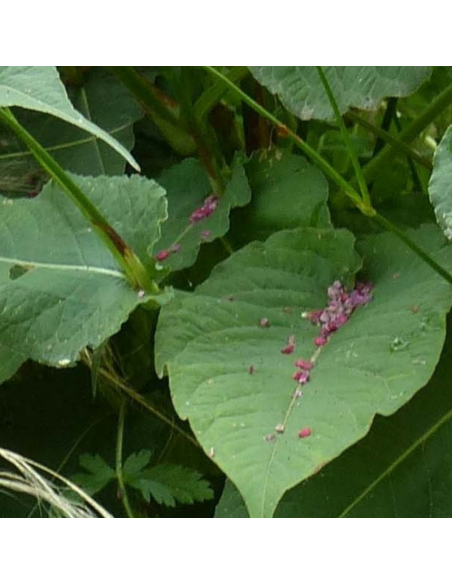 Renouée blanche - Persicaria Amplexicaulis Alba