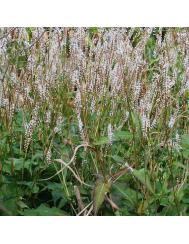 Renouée blanche - Persicaria Amplexicaulis Alba