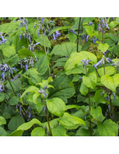 Clématite herbacée à feuilles de berce Côte d'Azur