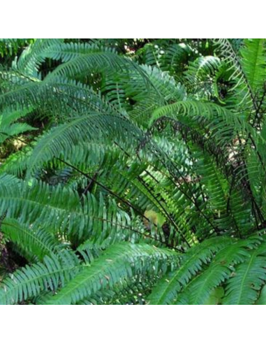 Blechnum en épi - Blechnum Spicant