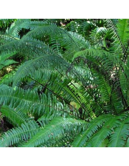 Blechnum en épi - Blechnum Spicant