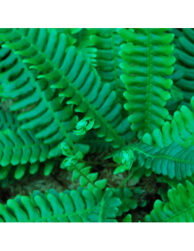 Blechnum en épi