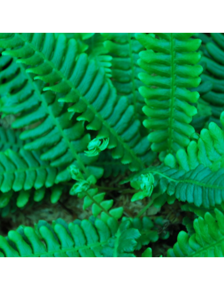 Blechnum en épi