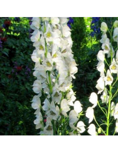 Aconit blanc