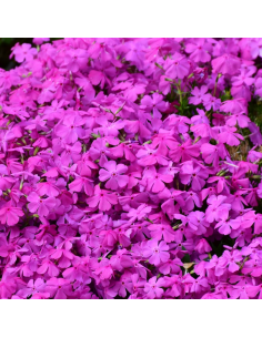 Phlox mousse atropurpurea