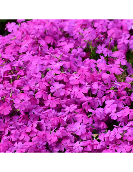 Phlox mousse atropurpurea