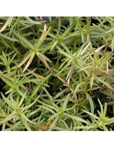 Phlox mousse atropurpurea 2