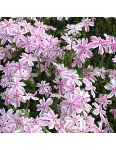 Phlox mousse Candy stripes 2