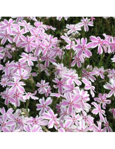 Phlox mousse Candy stripes